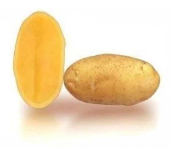 Patata penelope gialla