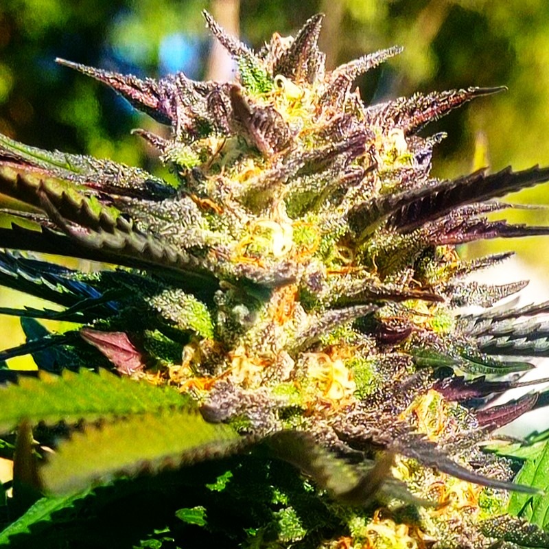 STRAWBERRY cannabis DEMETRA