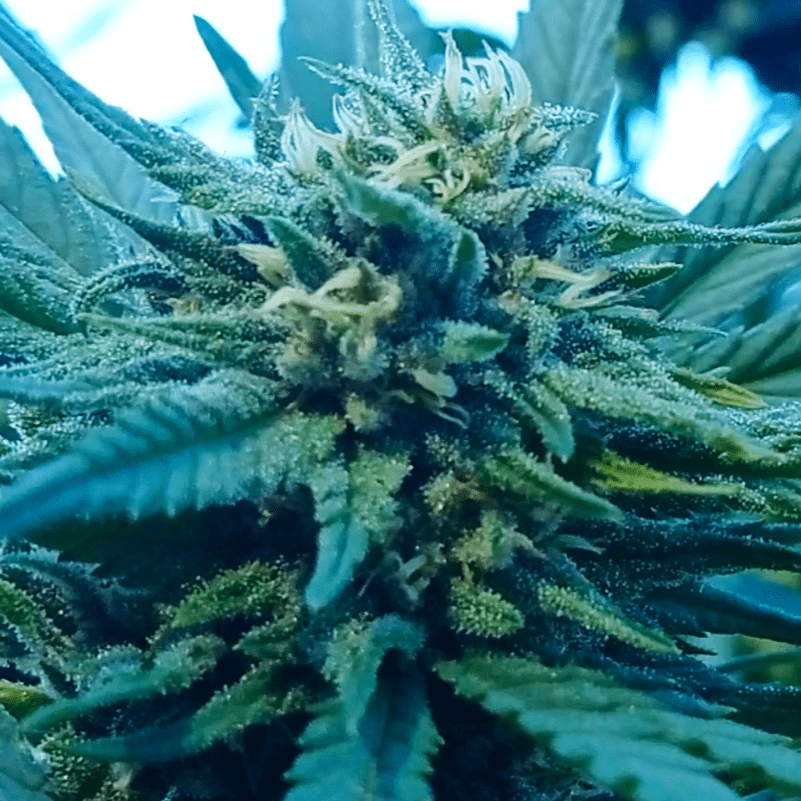 ICEBERRY Cannabis DEMETRA
